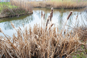 Cattails or Bulrush (latin name: Typha) in a wetland