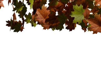Maple leaves fall on transparent background