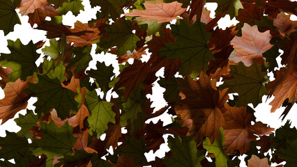Maple leaves fall on transparent background