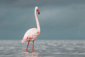 African wild birds. Lone great flamingo on the blue lagoon in the morning