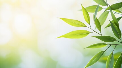 Vibrant Green Leaves in Sunlight Nature Background