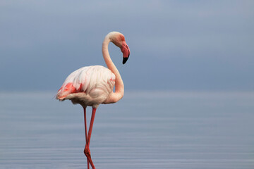 Wild african bird. Pink  african flamingo on  the blue lagoon on a sunny day