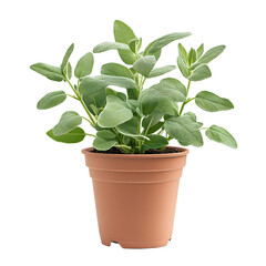 Fresh Sage Plant in Terracotta Pot