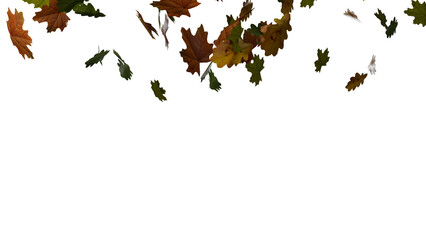 Oak and maple leaves on transparent background