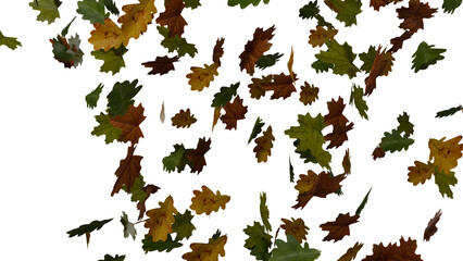 Oak and maple leaves on transparent background