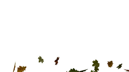 Oak and maple leaves on transparent background