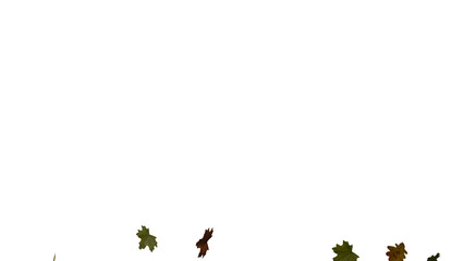 Oak and maple leaves on transparent background