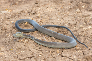 A highly venomous black mamba (Dendroaspis polylepis) in the bushveld on a hot summer’s day
