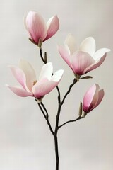 An enchanting display of magnolia flowers in varying stages of bloom captures the essence of spring's arrival.