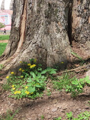 tree in the forest
