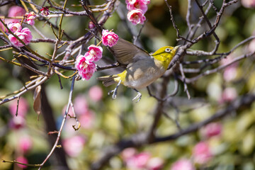 大宮第二公園の梅園で蜜を吸うメジロ