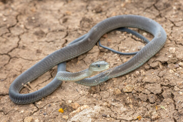 A highly venomous black mamba (Dendroaspis polylepis) in the bushveld on a hot summer’s day