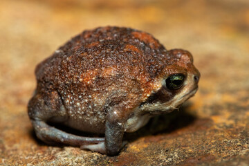 A cute bushveld rain frog (Breviceps adspersus) in the wild