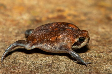 A cute bushveld rain frog (Breviceps adspersus) in the wild