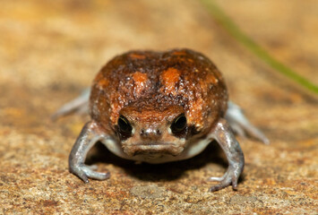 A cute bushveld rain frog (Breviceps adspersus) in the wild
