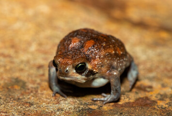 A cute bushveld rain frog (Breviceps adspersus) in the wild