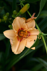 Fototapeta premium A vibrant orange daylily displays its intricate petals and stamens surrounded by lush green foliage on a sunny day in a garden.
