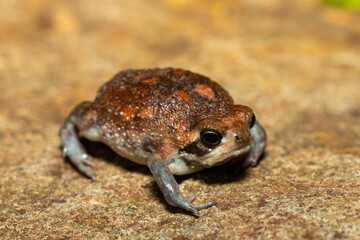 A cute bushveld rain frog (Breviceps adspersus) in the wild