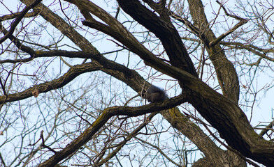 Squirrel on a tree branch. Squirrel on a leafless branch. Squirrel on a tree in winter time. Squirrel, long tail, rodent, cute.