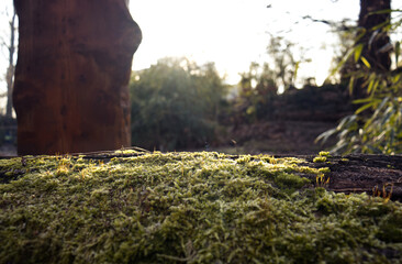 Obraz premium Detail of moss on trunk bark. In the background, the rising sun falling on the moss and irradiating nature. Rising sun, nature at dawn.