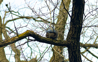 Squirrel on a tree branch. Squirrel on a leafless branch. Squirrel on a tree in winter time. Squirrel, long tail, rodent, cute.