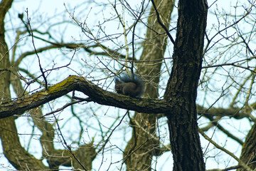 Squirrel on a tree branch. Squirrel on a leafless branch. Squirrel on a tree in winter time. Squirrel, long tail, rodent, cute.