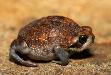 A cute bushveld rain frog (Breviceps adspersus) in the wild