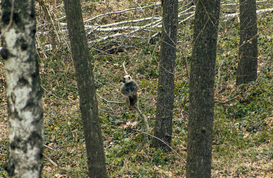 northern plains gray langur sitting on a young bent tree. Northern plains gray langur in the forest. A forest with birch trees and tall grass.