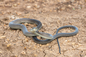 A highly venomous black mamba (Dendroaspis polylepis) in the bushveld on a hot summer’s day