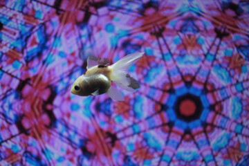 Or.. me and the loneliness of my eyes on you
