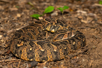 Beautiful camouflage of the potently cytotoxic Puff Adder (Bitis arietans), in the wild