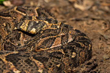 Beautiful camouflage of the potently cytotoxic Puff Adder (Bitis arietans), in the wild