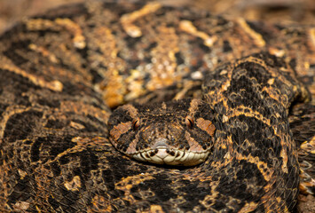 Beautiful camouflage of the potently cytotoxic Puff Adder (Bitis arietans), in the wild