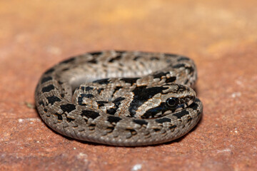 A cute juvenile rhombic night adder (Causus rhombeatus) in the wild