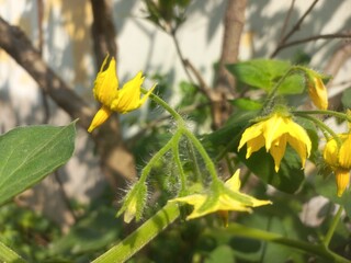 Yellow tomato flower on plant,Flowers and plants with unripe tomatoes,Yellow tomato flower,Tomato plant with green tomatoes,Small tomato plant blooming in the garden and tomatoes with flowers.