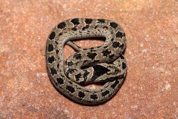 A cute juvenile rhombic night adder (Causus rhombeatus) in the wild