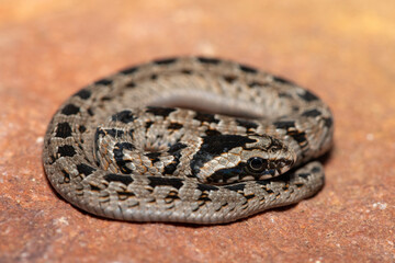 A cute juvenile rhombic night adder (Causus rhombeatus) in the wild