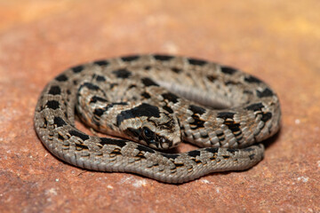 A cute juvenile rhombic night adder (Causus rhombeatus) in the wild