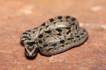 A cute juvenile rhombic night adder (Causus rhombeatus) in the wild