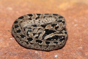 A cute juvenile rhombic night adder (Causus rhombeatus) in the wild
