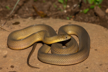 A beautiful adult Southern Brown Egg-eater (Dasypeltis inornata) in the wild