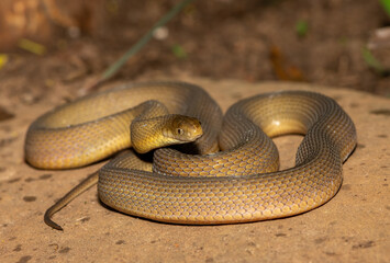 A beautiful adult Southern Brown Egg-eater (Dasypeltis inornata) in the wild