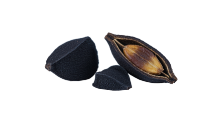 Borago officinalis seeds close up showcasing details against a black background