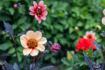 Fototapeta premium A close-up of beautiful dahlias in a garden featuring soft peach pink and red petals. The vibrant flowers contrast with the deep green foliage creating a stunning natural scene full of color and life.