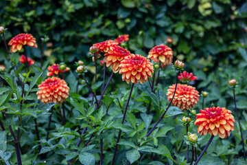 A close-up red dahlias in full bloom with delicate petals and lush green leaves. The flowers are fresh, detailed, and striking against a blurred natural background, creating a vivid garden scene. © zlatoust198323