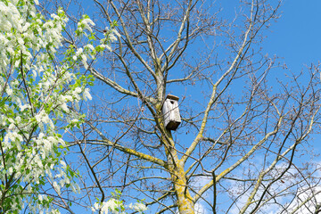 Leafless maple tree with bird house on branch and blooming bird cherry tree in springtime, scenic spring view with bird house on tree branches under blue sky on sunny day, amazing spri