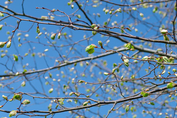 Unfolding leaves and light green buds on tree branches in springtime, birch tree buds on branches on nature background, springtime, new life concept, close up