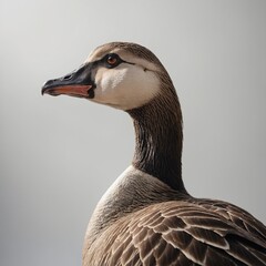 A goose standing in a subtle spotlight effect on a clean white background.