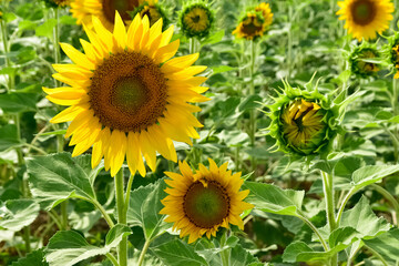 yellow flowers, agricultural products. photos of sunflowers.