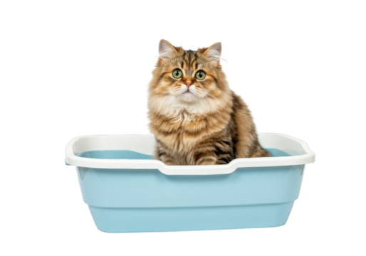 Luxury beauty woman adorned in torn gown and old handbag, striking a unique fashion contrast